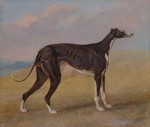 Turk, un galgo, propiedad de George Lane Fox